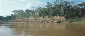 The Amazon