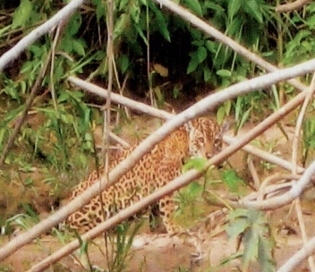 The Amazon