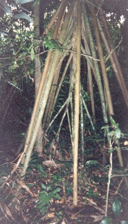 The Amazon