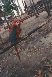 The Amazon