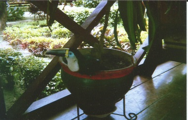 The Amazon
