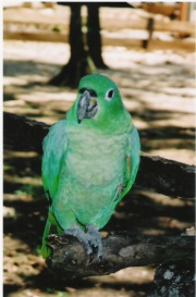The Amazon