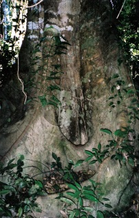 The Amazon