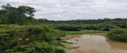 The Amazon
