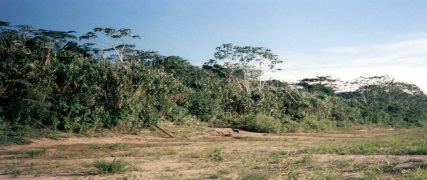 The Amazon