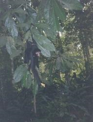 The Amazon