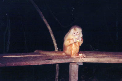 The Amazon