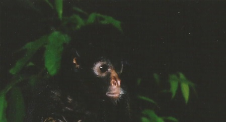 The Amazon