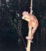 The Amazon