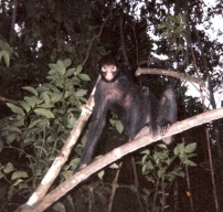The Amazon
